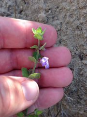 Scutellaria muriculata