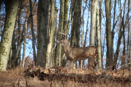 White-tailed Deer