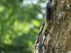 Acanthocercus ugandaensis