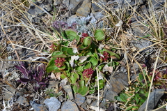Rumex lapponicus