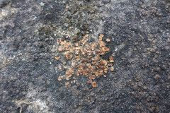 Psora pseudorussellii