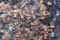 Psora pseudorussellii