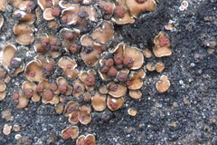 Psora pseudorussellii