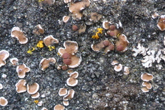 Psora pseudorussellii