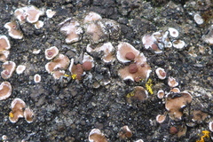 Psora pseudorussellii