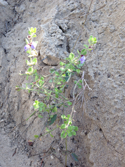 Scutellaria muriculata