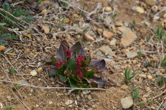 Rumex lapponicus