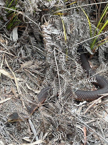 Lowlands Copperhead sighting