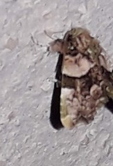 Erastroides emarginata