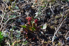 Rumex lapponicus