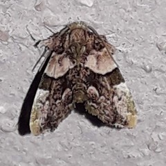 Erastroides emarginata