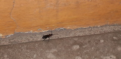 Galerita collaris