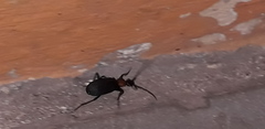 Galerita collaris