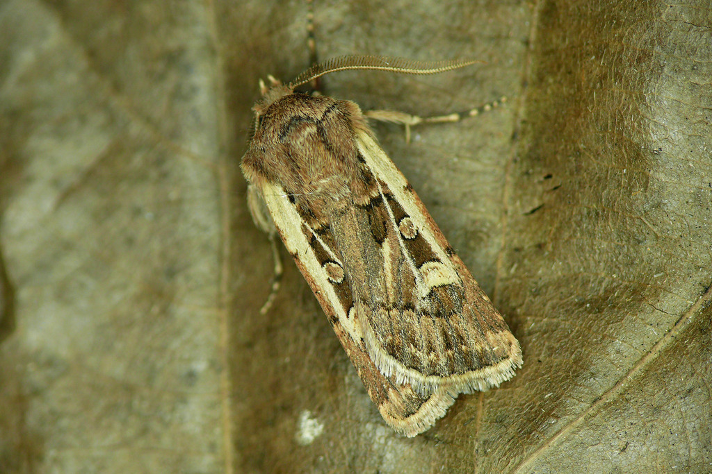 Euxoa rugifrons