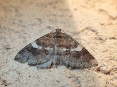 Larentia malvata