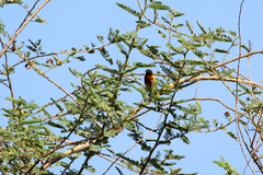 Ploceus jacksoni