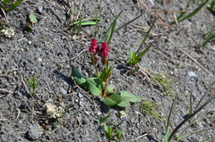 Rumex lapponicus