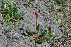 Rumex lapponicus
