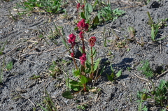 Rumex lapponicus