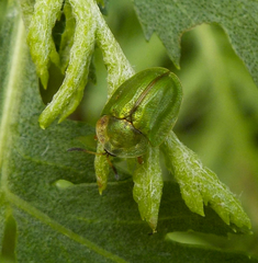 Cassida stigmatica