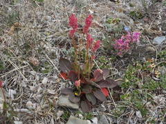 Rumex lapponicus