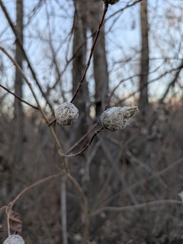 Unknown species found near Savage, MN 55378, USA