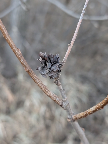 Unknown species found near Savage, MN 55378, USA