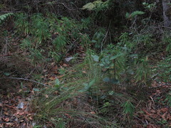 Euphorbia kraussiana