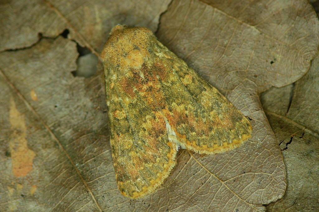Polymixis subvenusta