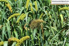 Setaria italica germanica