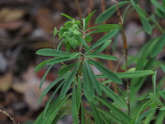 Euphorbia kraussiana