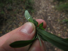 Euphorbia kraussiana