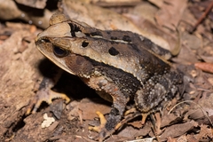 Incilius cavifrons