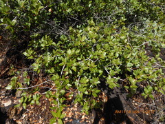 Quercus wislizeni frutescens