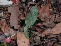 Habenaria arenaria