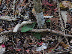 Habenaria arenaria