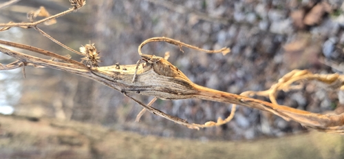 Unknown species found near East End, Cincinnati, OH, USA