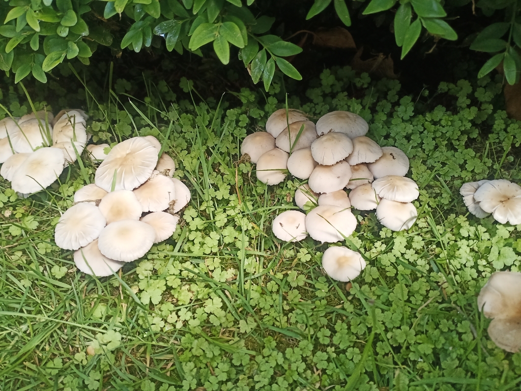 Candolleomyces candolleanus · November 2025 · photo: © meurkc (iNaturalist, cc-by)