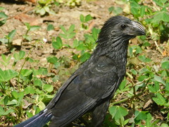 Crotophaga sulcirostris