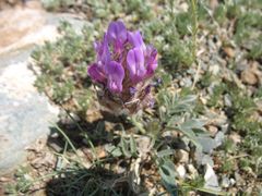 Astragalus laguroides