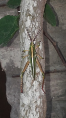 Staleochlora viridicata