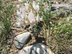 Astragalus dilutus