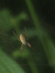 Argiope catenulata