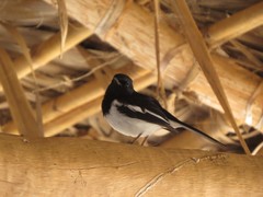 Copsychus albospecularis