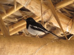 Copsychus albospecularis