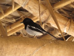 Copsychus albospecularis