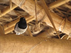 Copsychus albospecularis