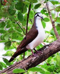 Tambourine Dove photo 5