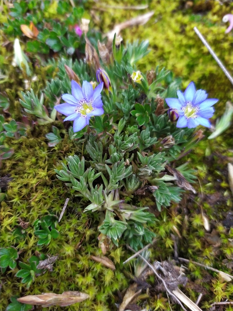 Gentiana sedifolia