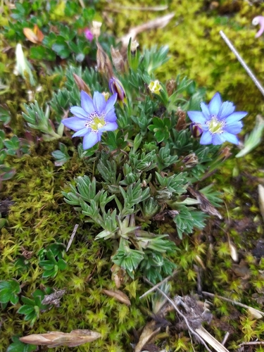 Gentiana sedifolia